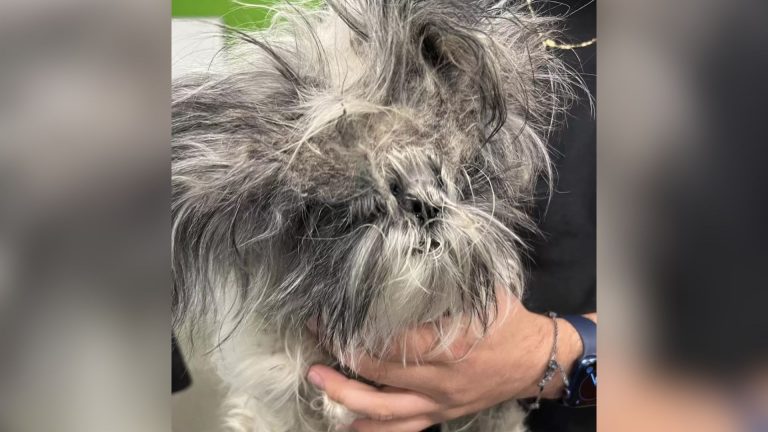 dog gets a haircut