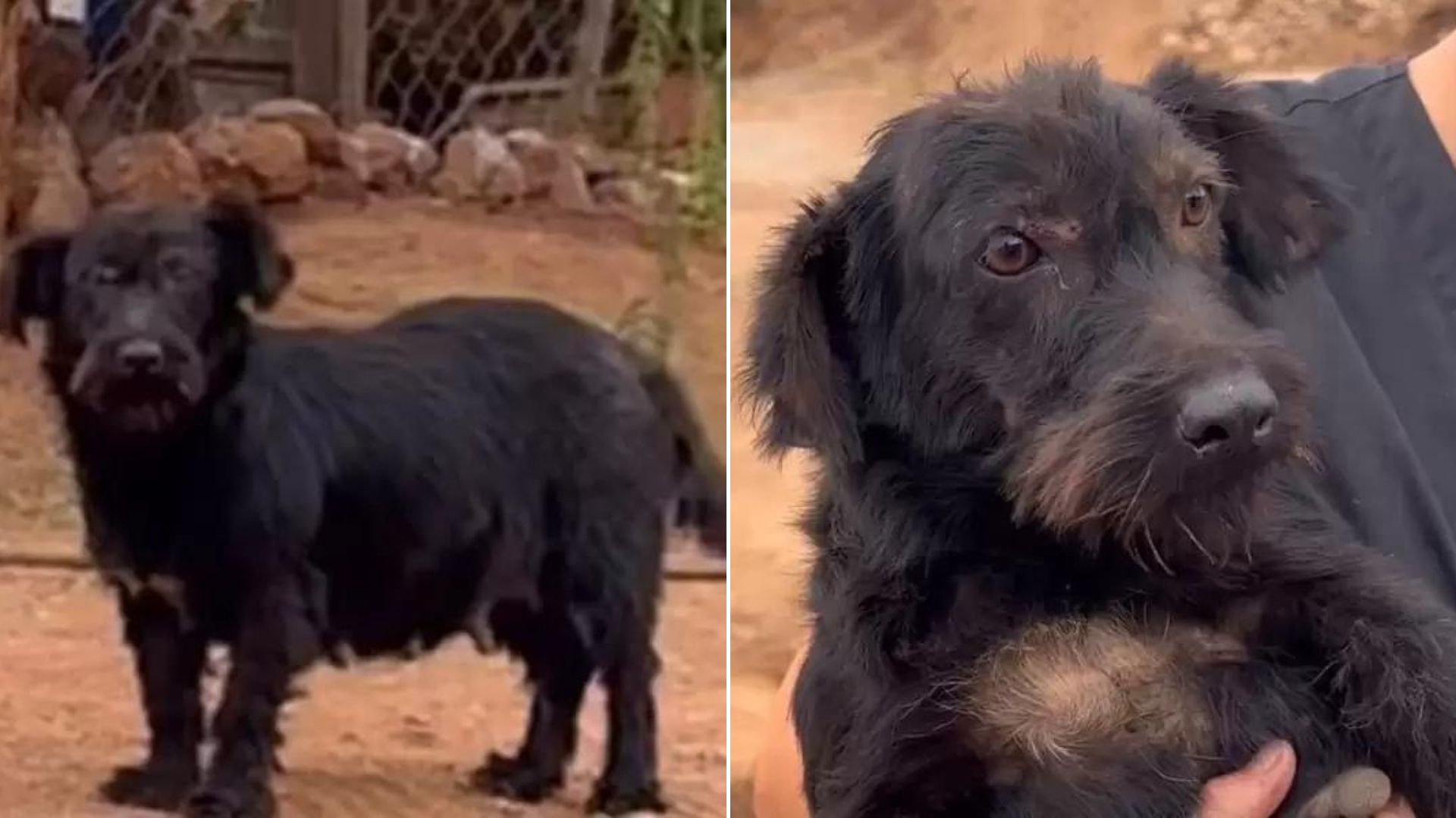 Stray Dog Living In An Abandoned House