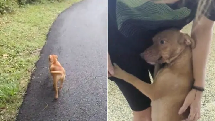 Nursing Dog Mom Runs Up To A Woman Trying To Get Help For Her Babies