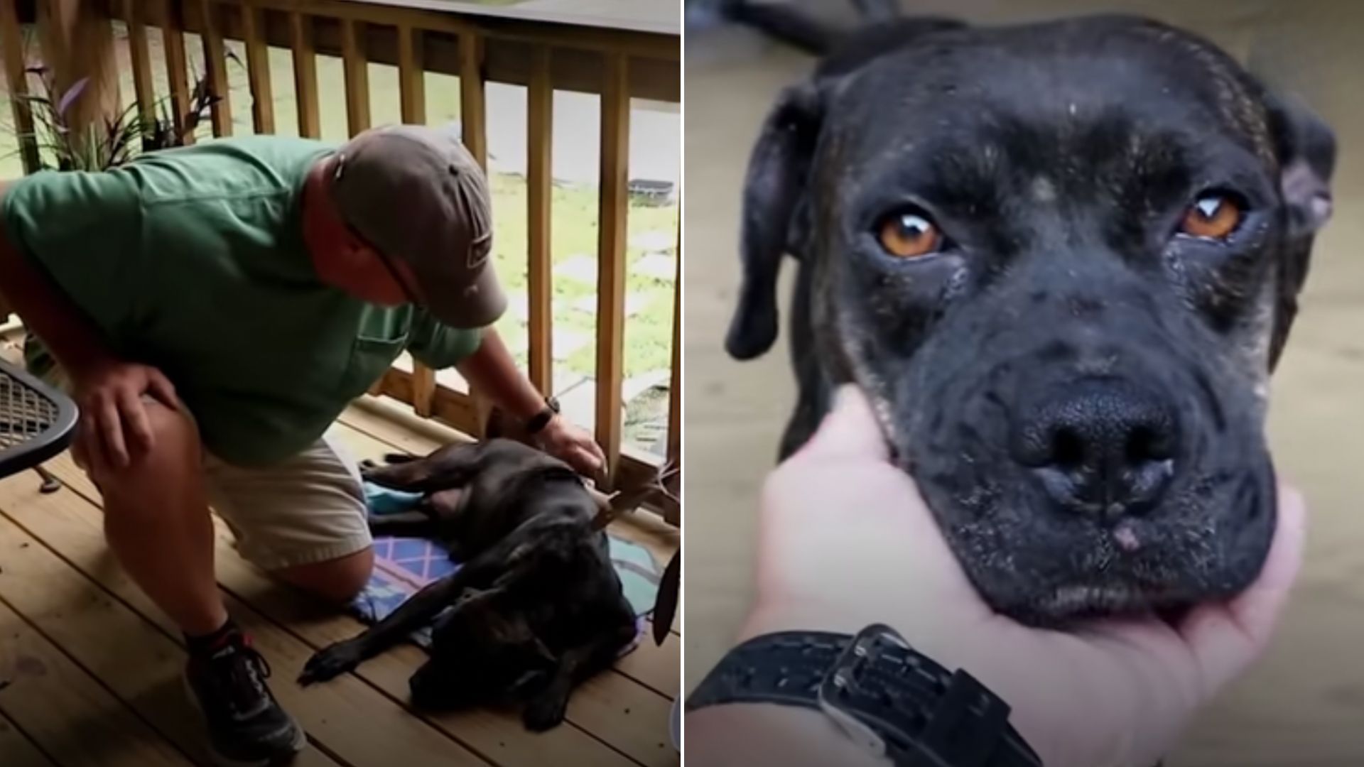 Sweet Injured Dog Stumbles Upon A Family’s House And Stay There, Hoping For The Best