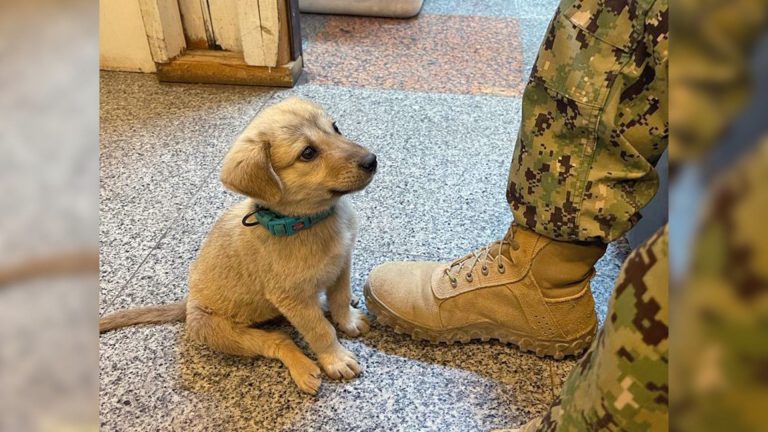 stray little puppy at the naval base