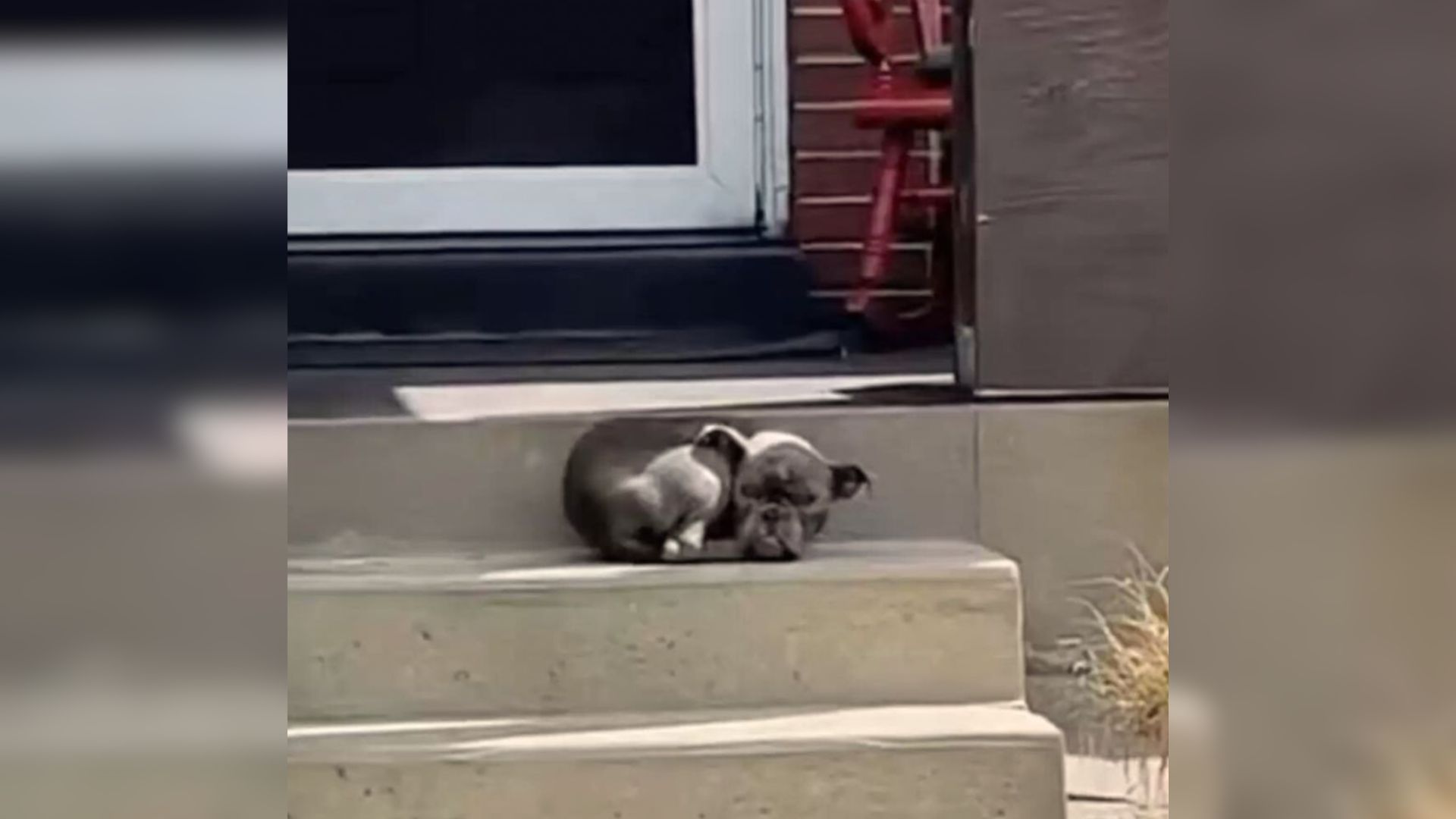 Tiny, Scared Dog Falls Asleep On Family’s Porch, Then Comes A Miracle