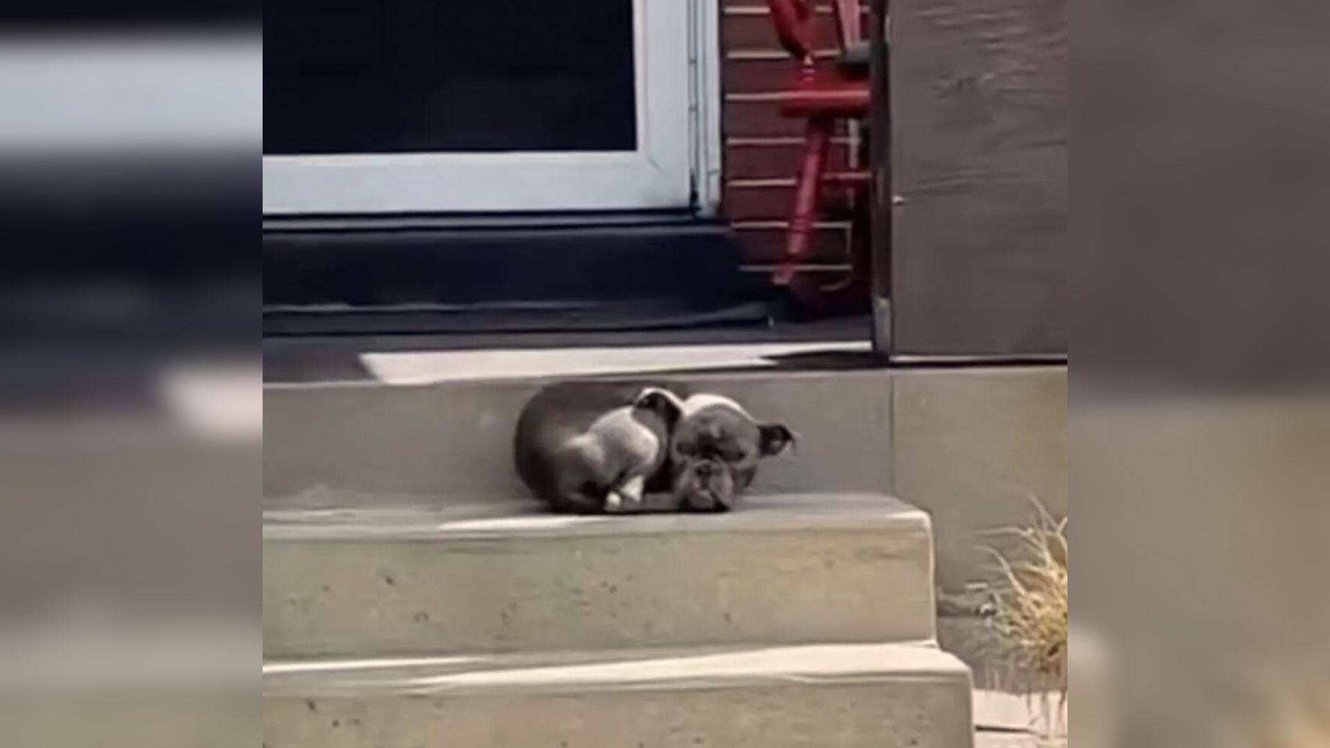 dog laying in front of the house door