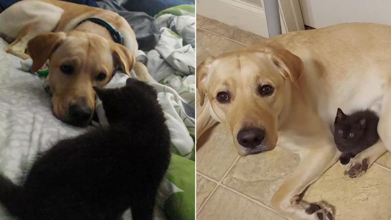 dog hiding his friend cat