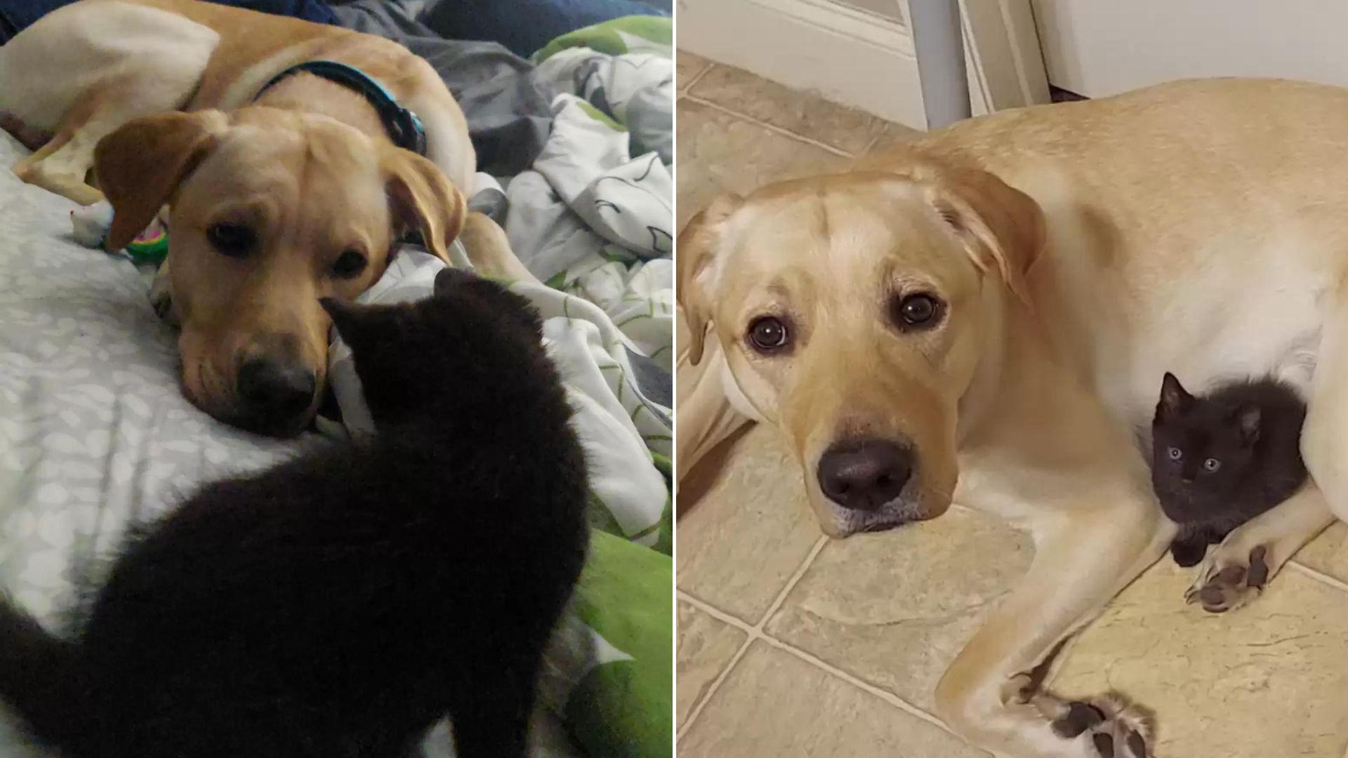dog hiding his friend cat