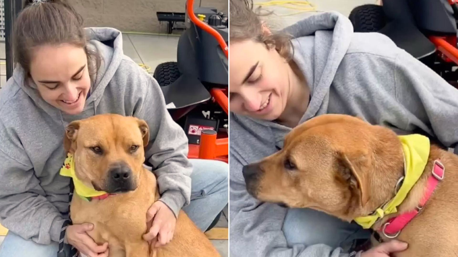 Sweet Shelter Dog Loves To Play With Everyone