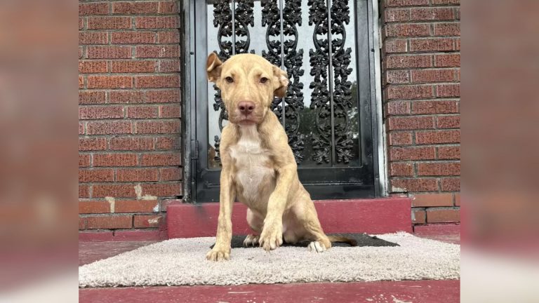 puppy on a porch