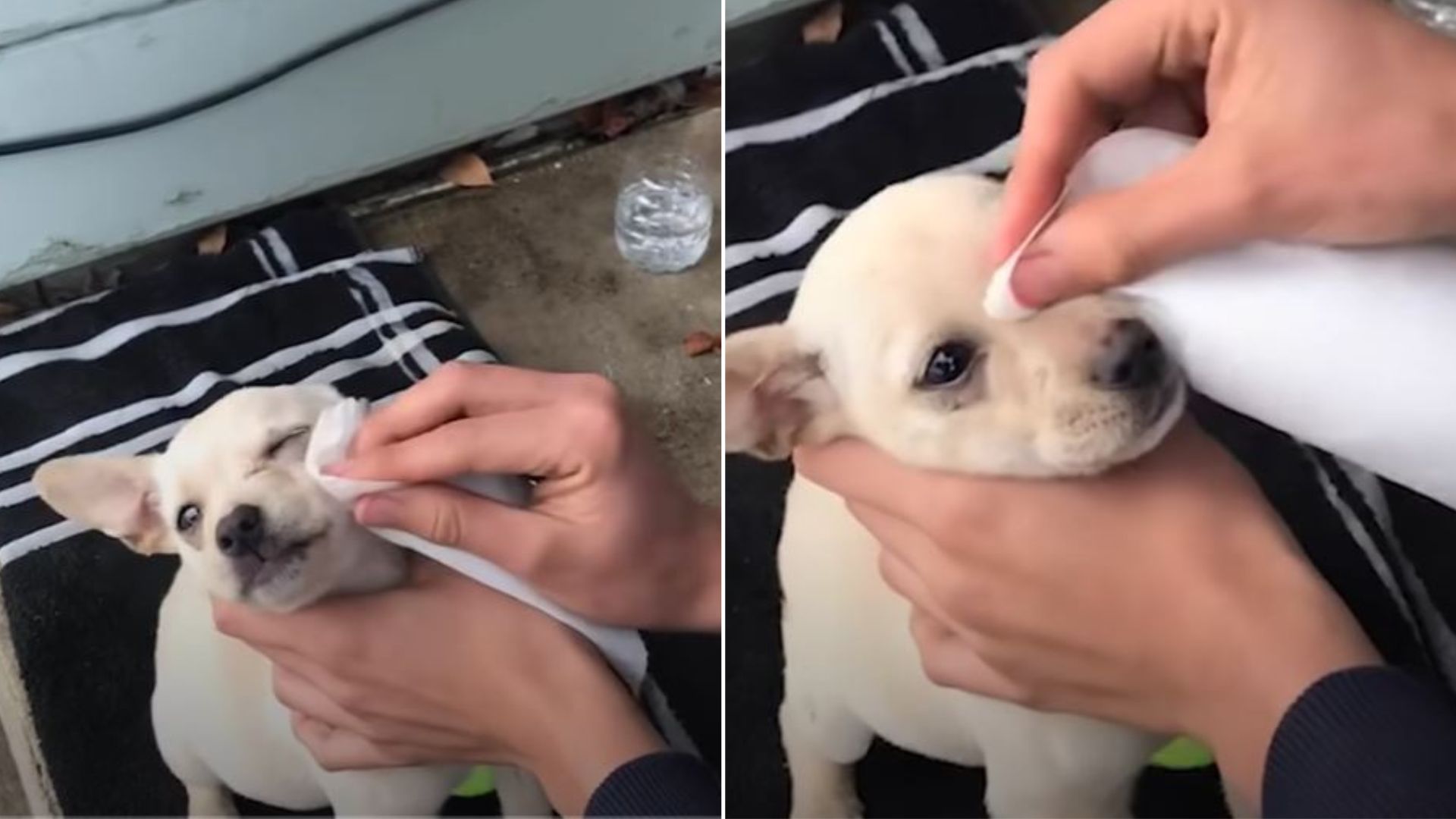 lost puppy sneaking into house