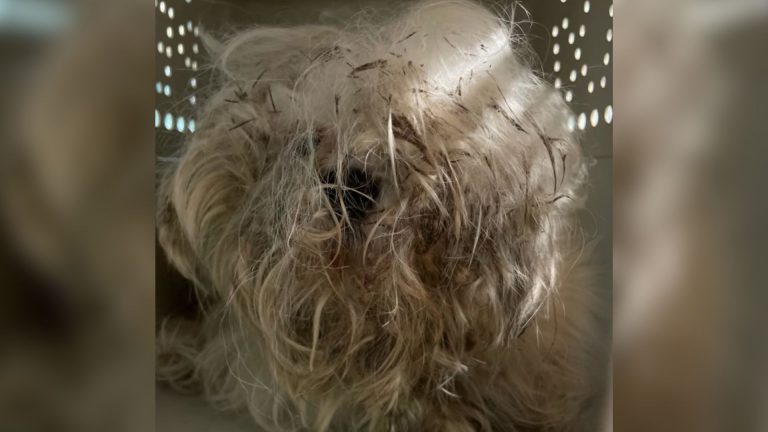 Dirty dog with overgrown fur