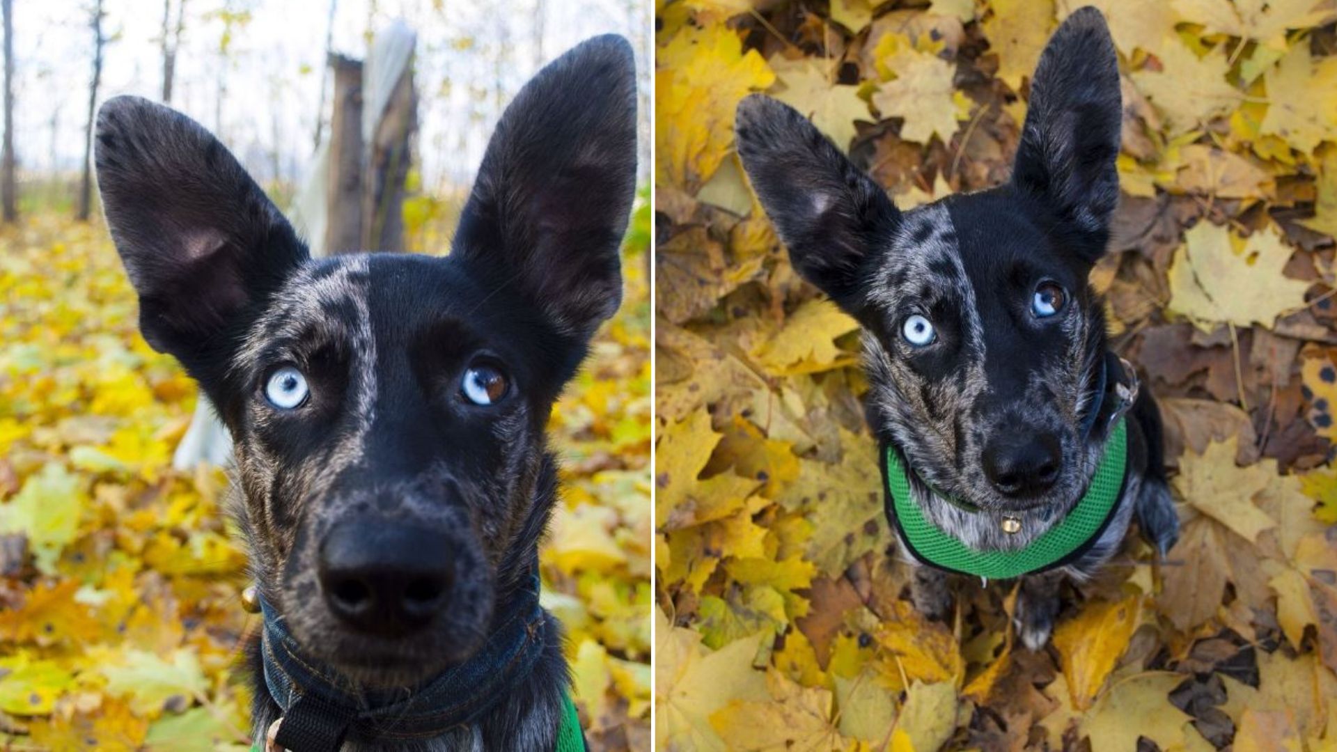 photo of the dog with moon in her eyes