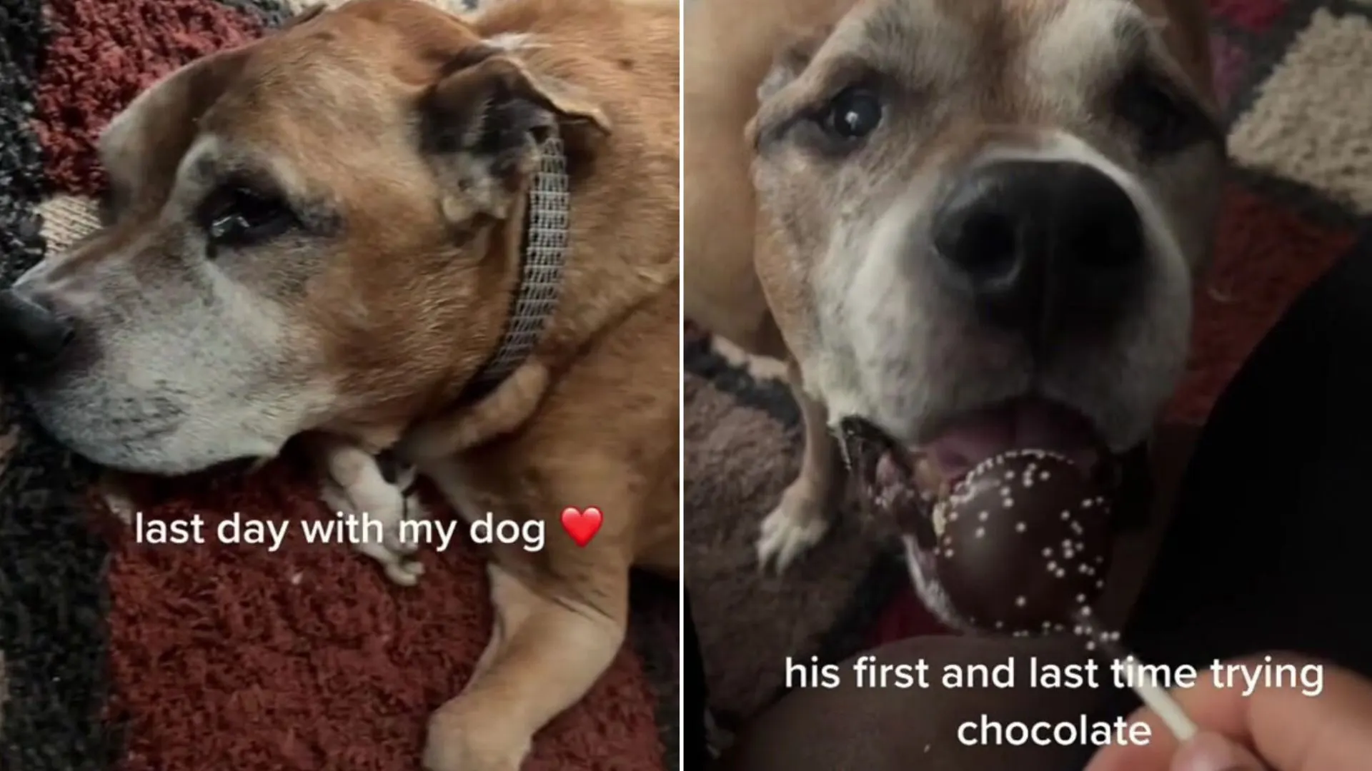 Internet lloró porque esta dueña le dio a su perro el mejor último día de su vida