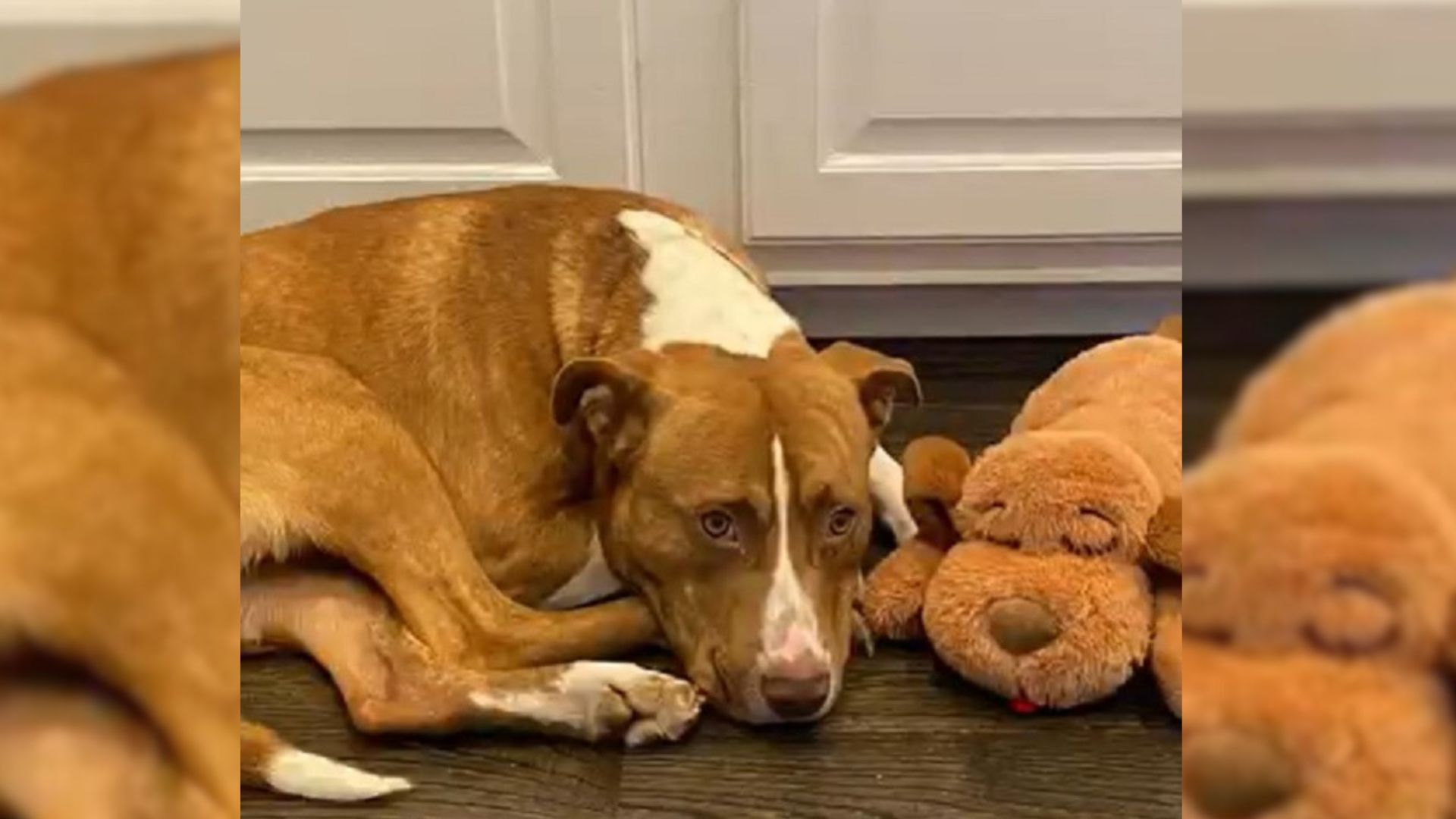 Pitbull lying on the floor with a toy