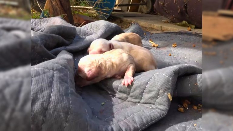 puppies outside, on a blanket
