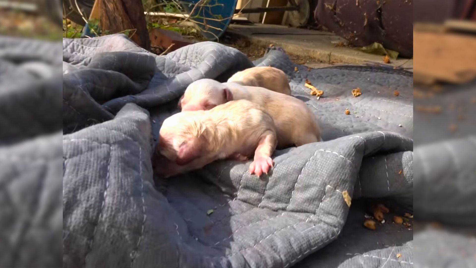 puppies outside, on a blanket