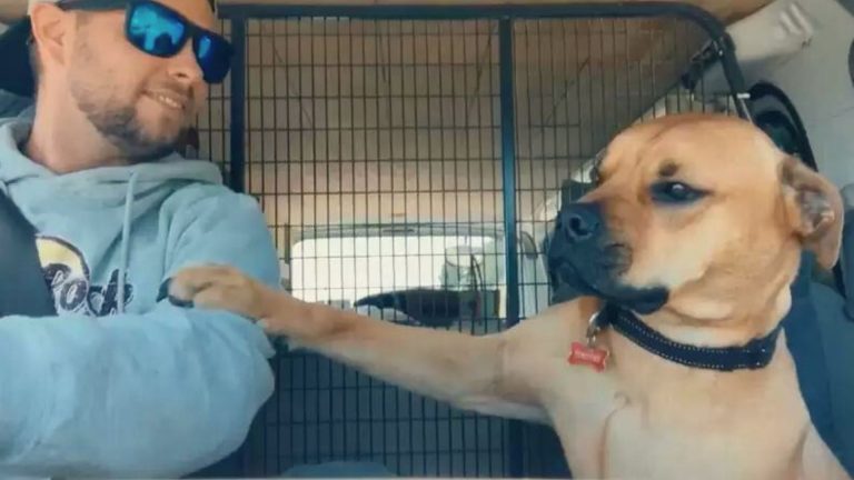 dog holding his paw on man's arm in the car