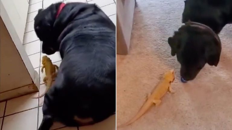 an aggressive rottweiler turns into a gentle giant
