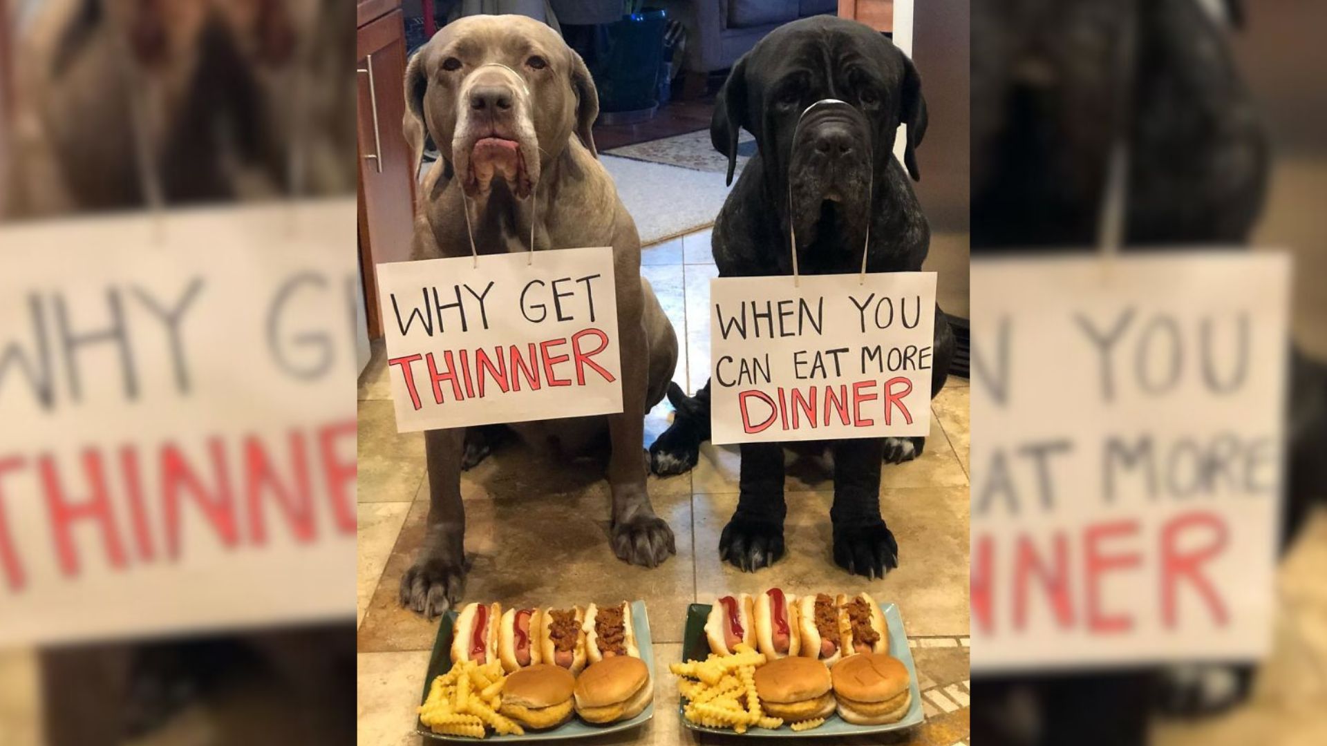 two mastiffs with signs
