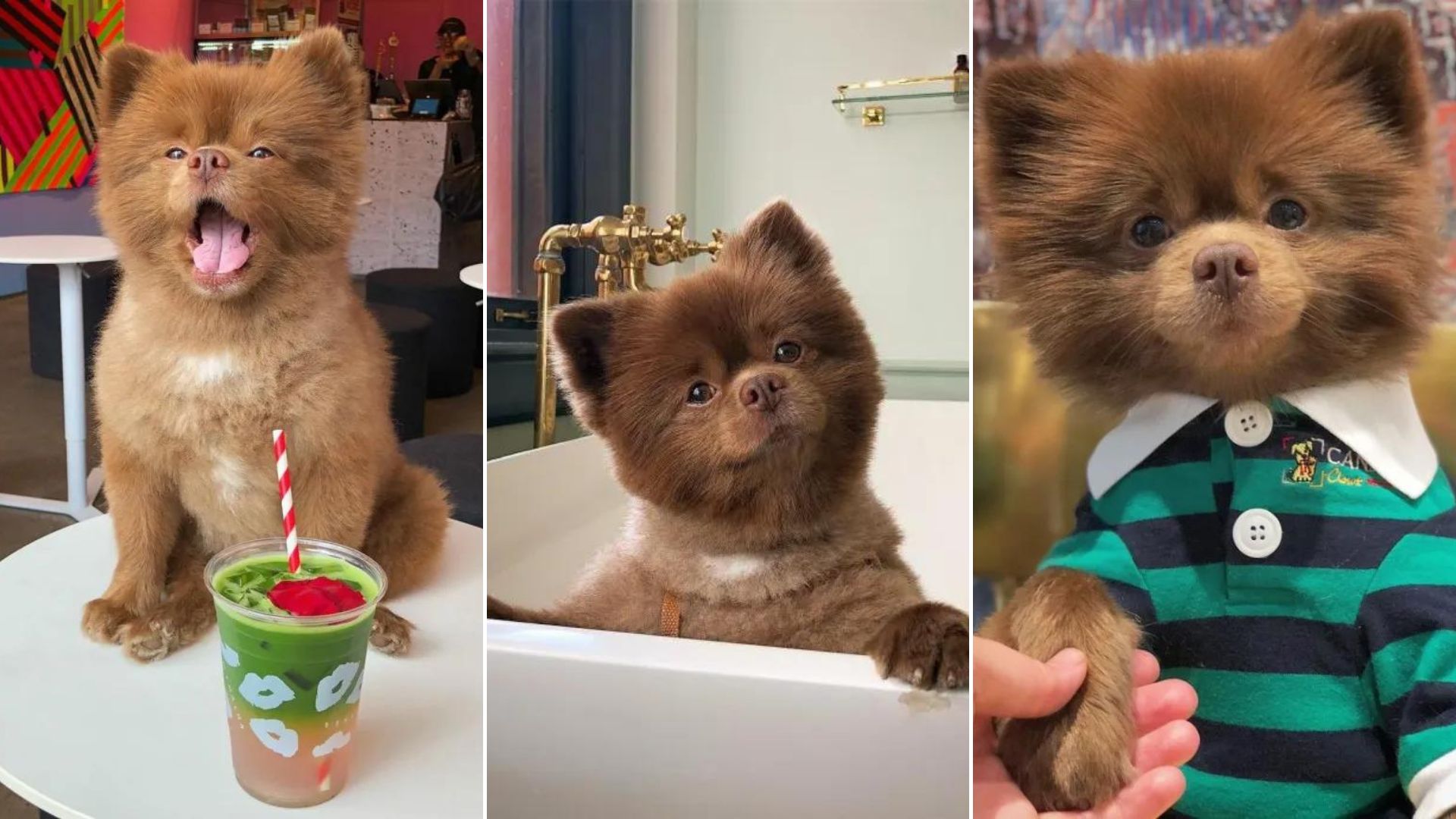 This Adorable Chocolate Pomeranian Is Literally A Real-Life Teddy Bear