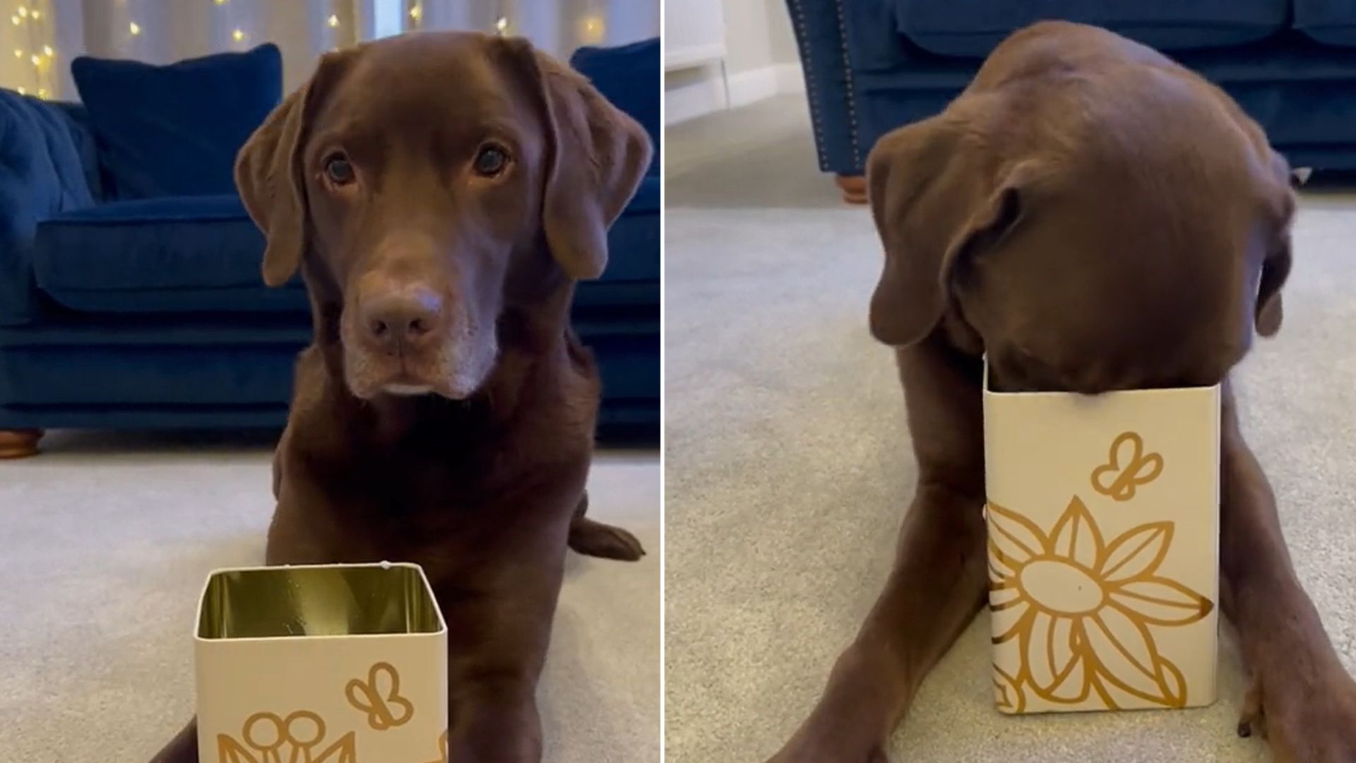 the dog is lying on the floor with a box in front of him