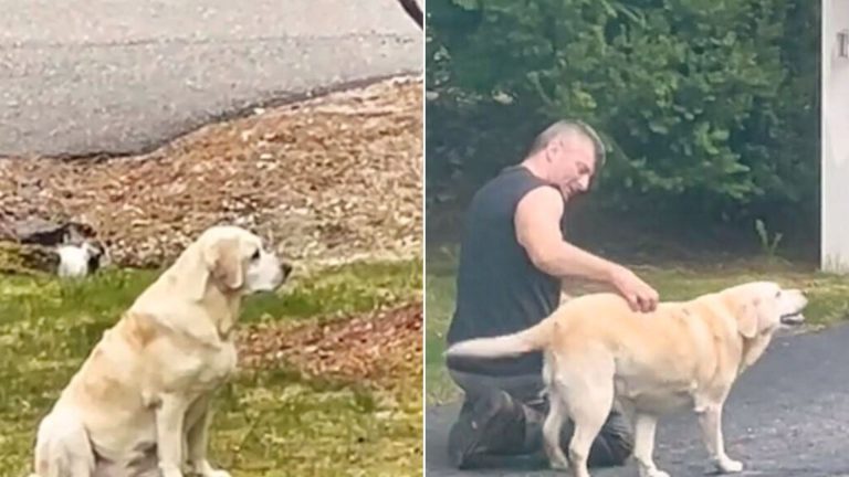dog and garbage man