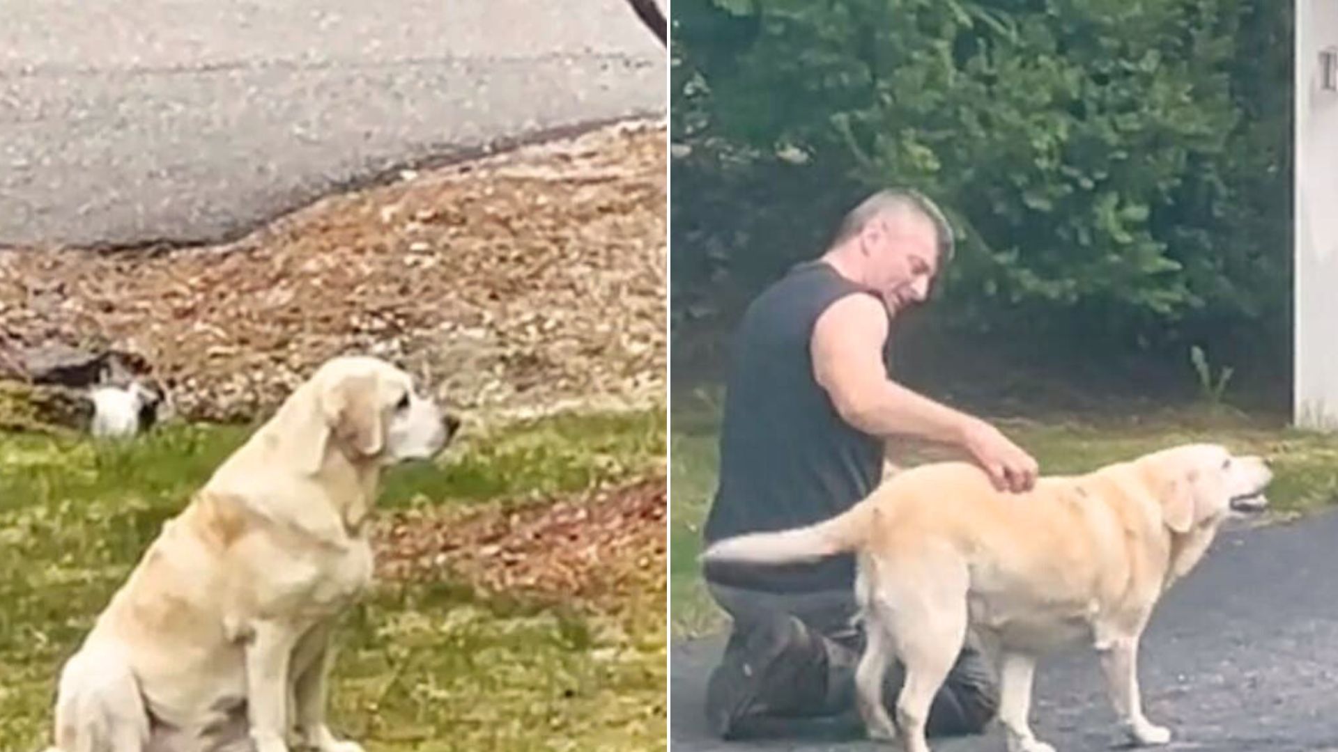 dog and garbage man