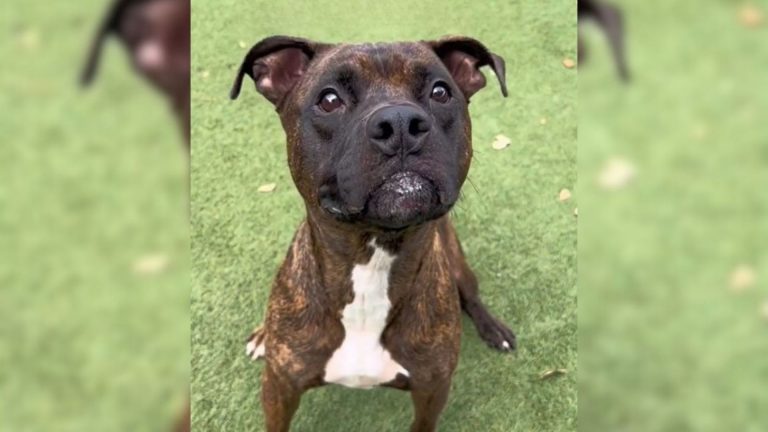 black dog gets adopted