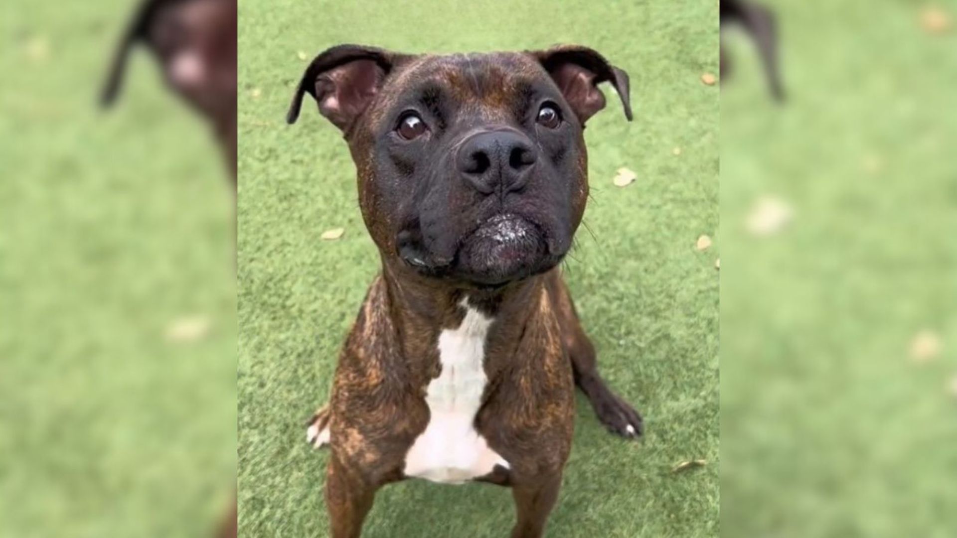 black dog gets adopted