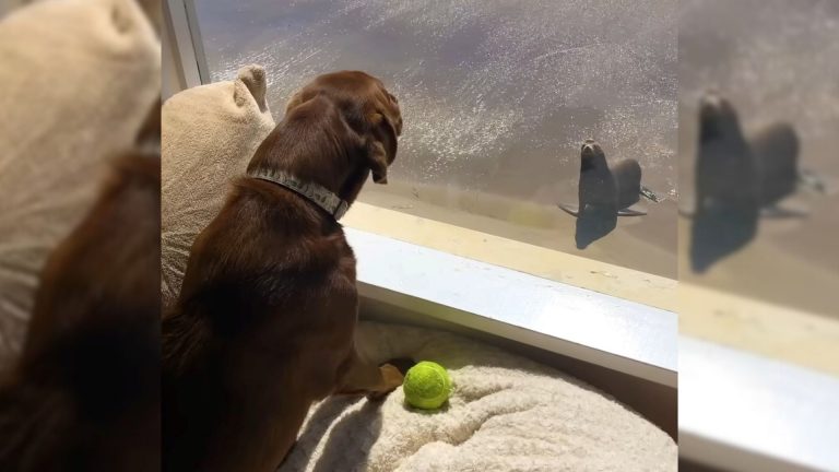 doggo and a sea lion