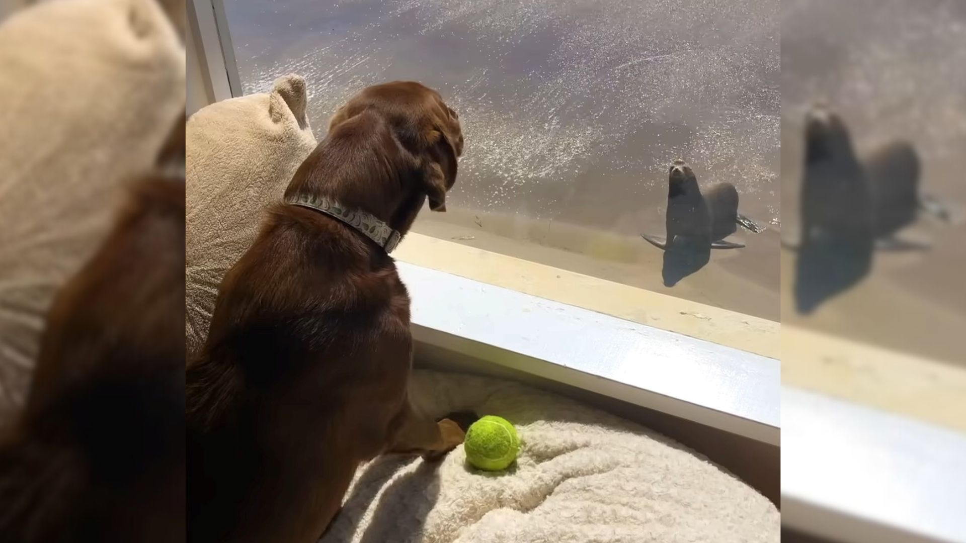 doggo and a sea lion