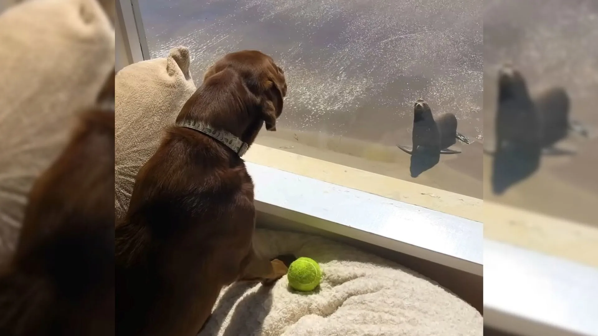 Este Doggo tiene un mejor amigo que sale del océano todos los días para jugar