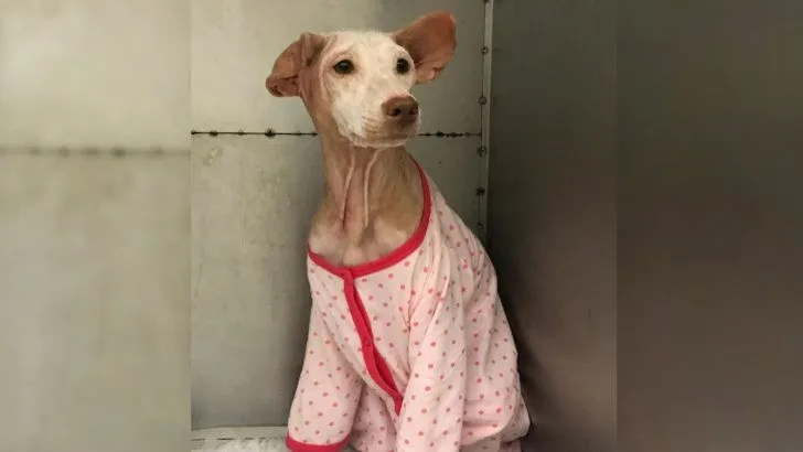 This Dog’s Yearlong Transformation Leads To The Most Beautiful Ending
