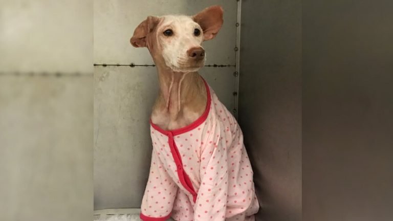 dog in pajama