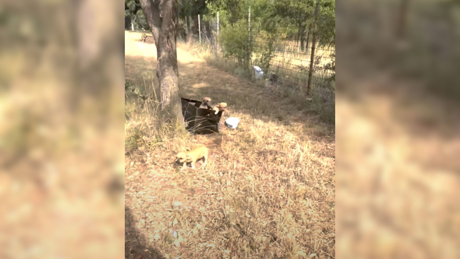 puppies under a tree next to a box