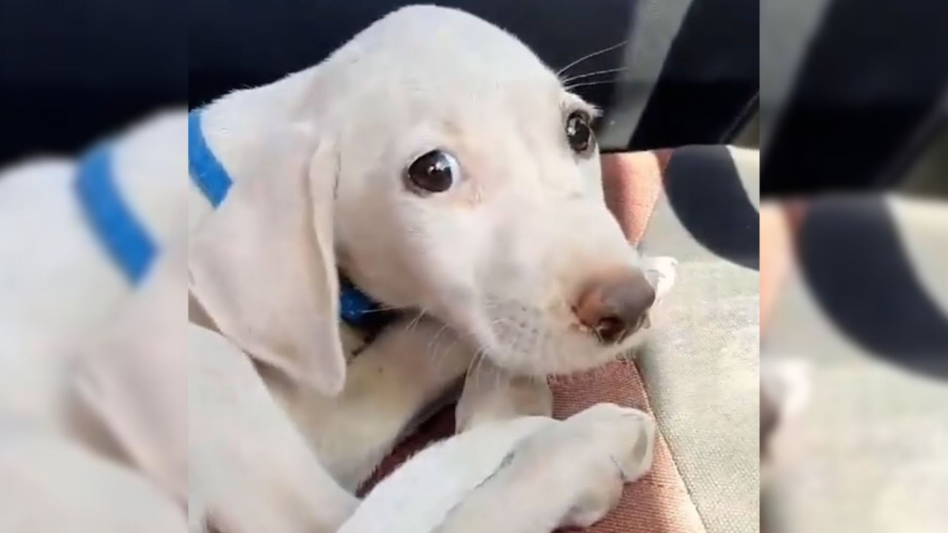 white puppy