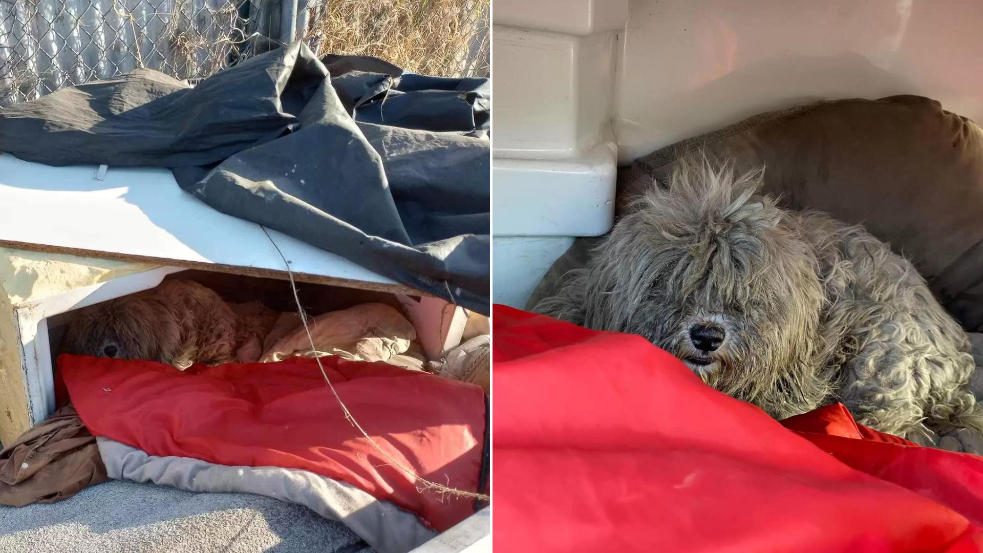 Two Abandoned Dogs