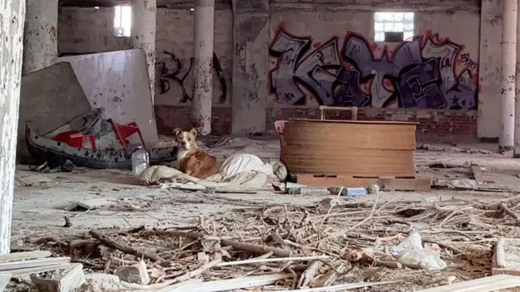 Two Brave Rescuers Find A Dog Curled In A Dirty Blanket And Save Her From Homelessness