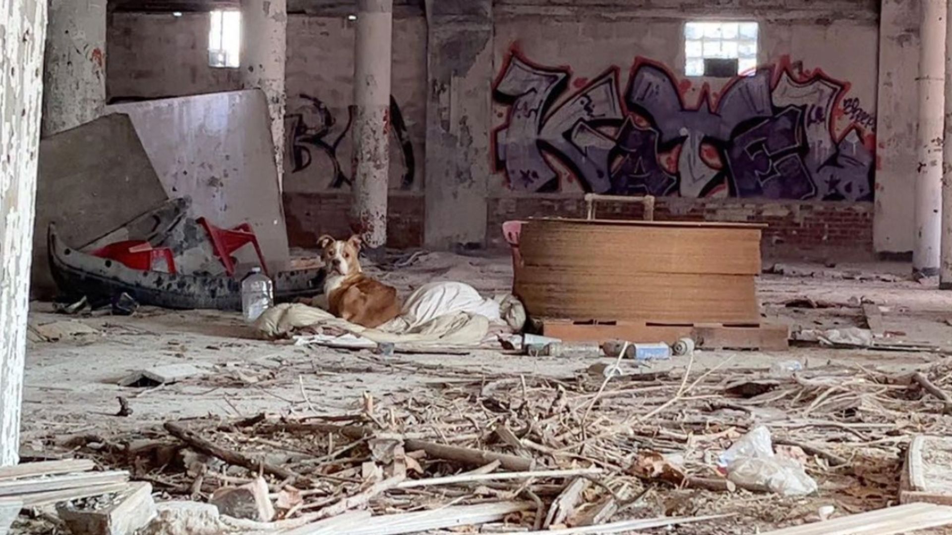 dog curled up in a dirty blanket