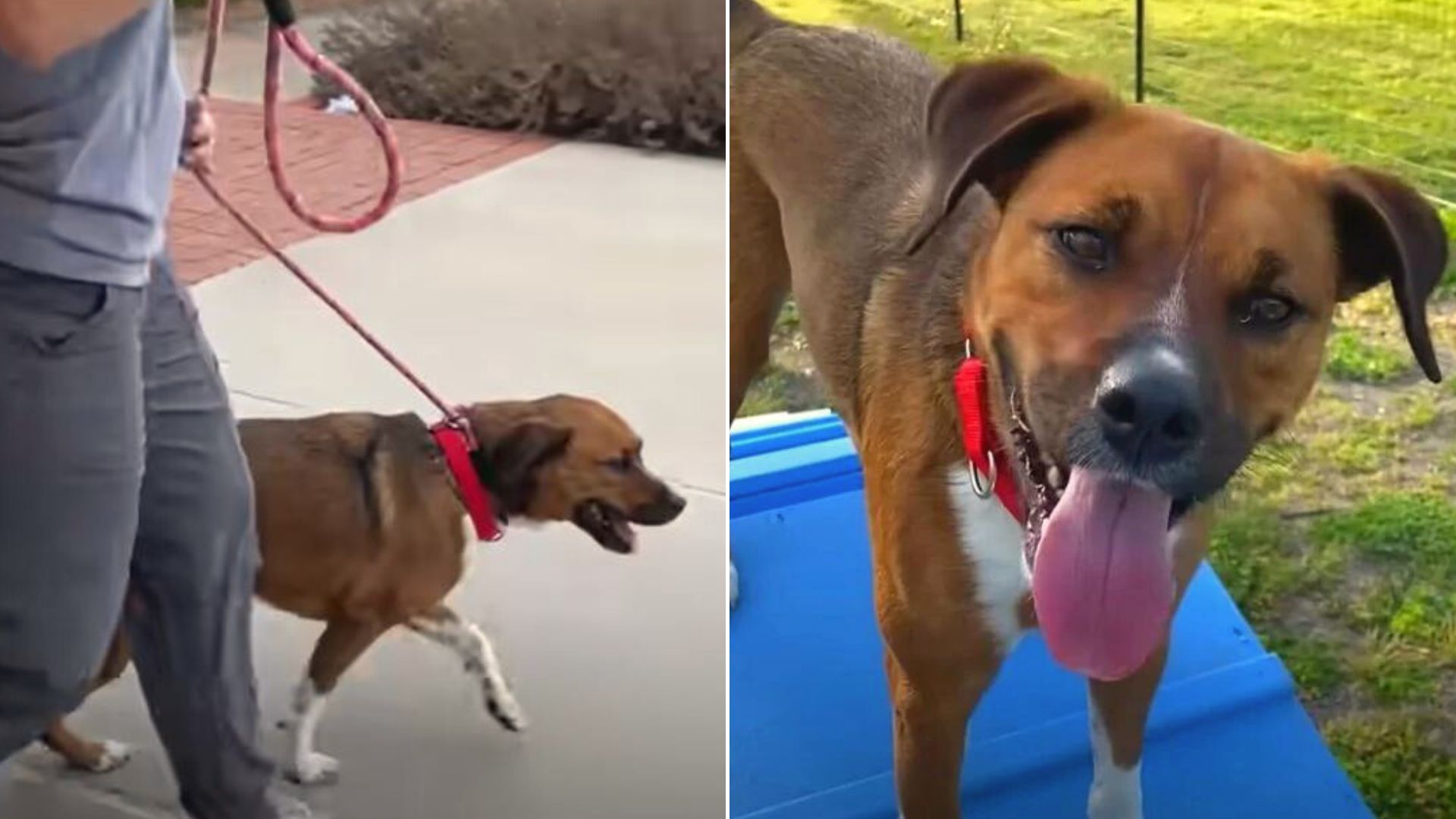 Unadoptable Canine Spends 800 Days In Shelters