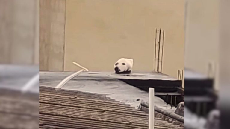 dogs head on a roof