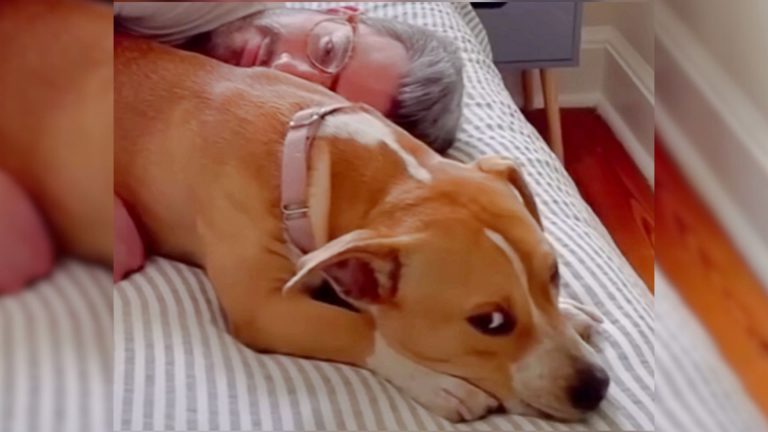 dog laying on the bed