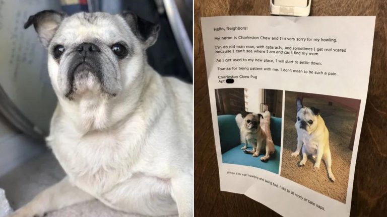 white pug