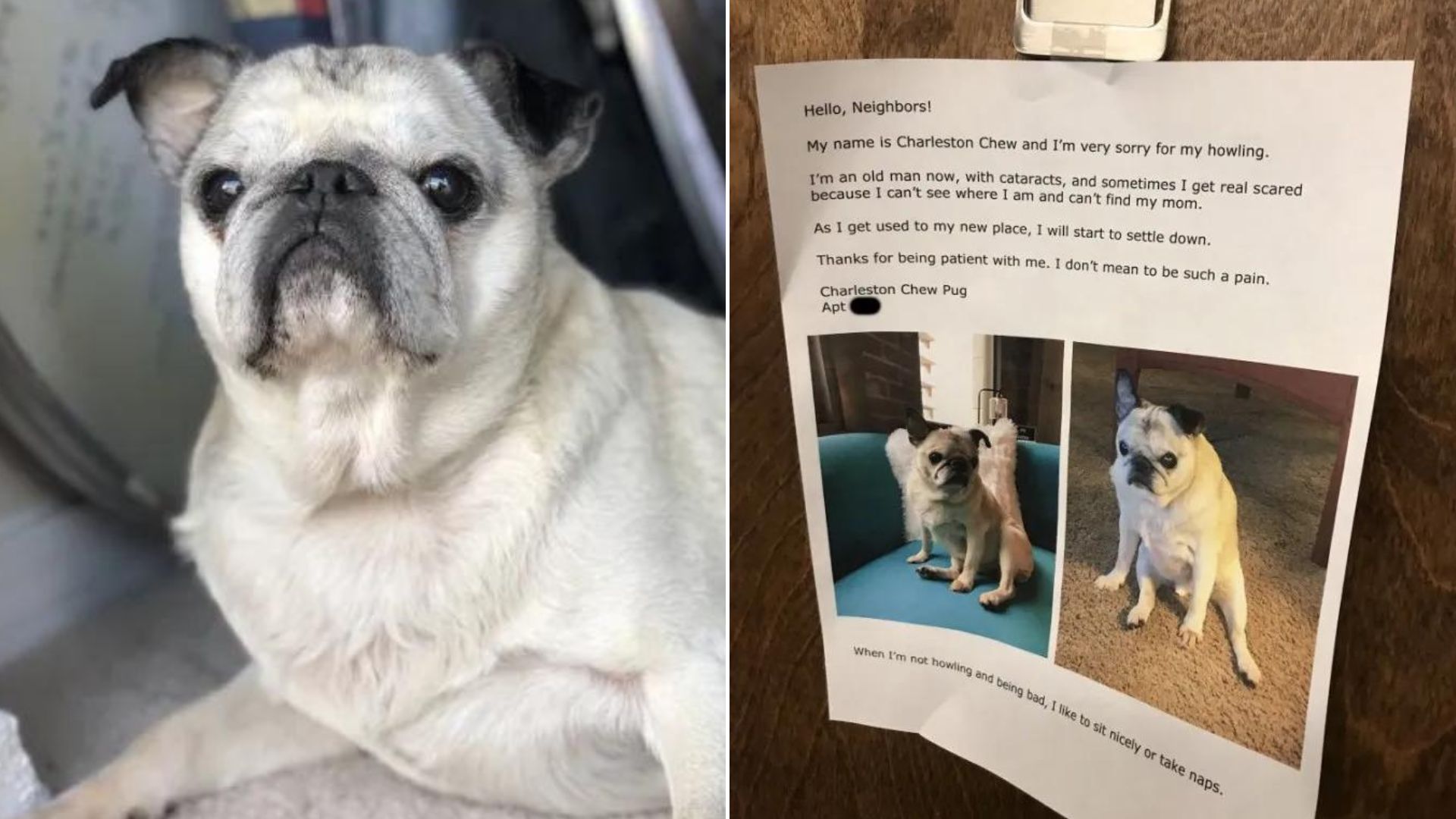 white pug