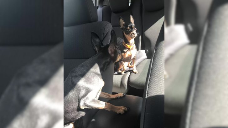 Woman Brings Her Dog Inside The Apartment Only To Realize She Was Already There