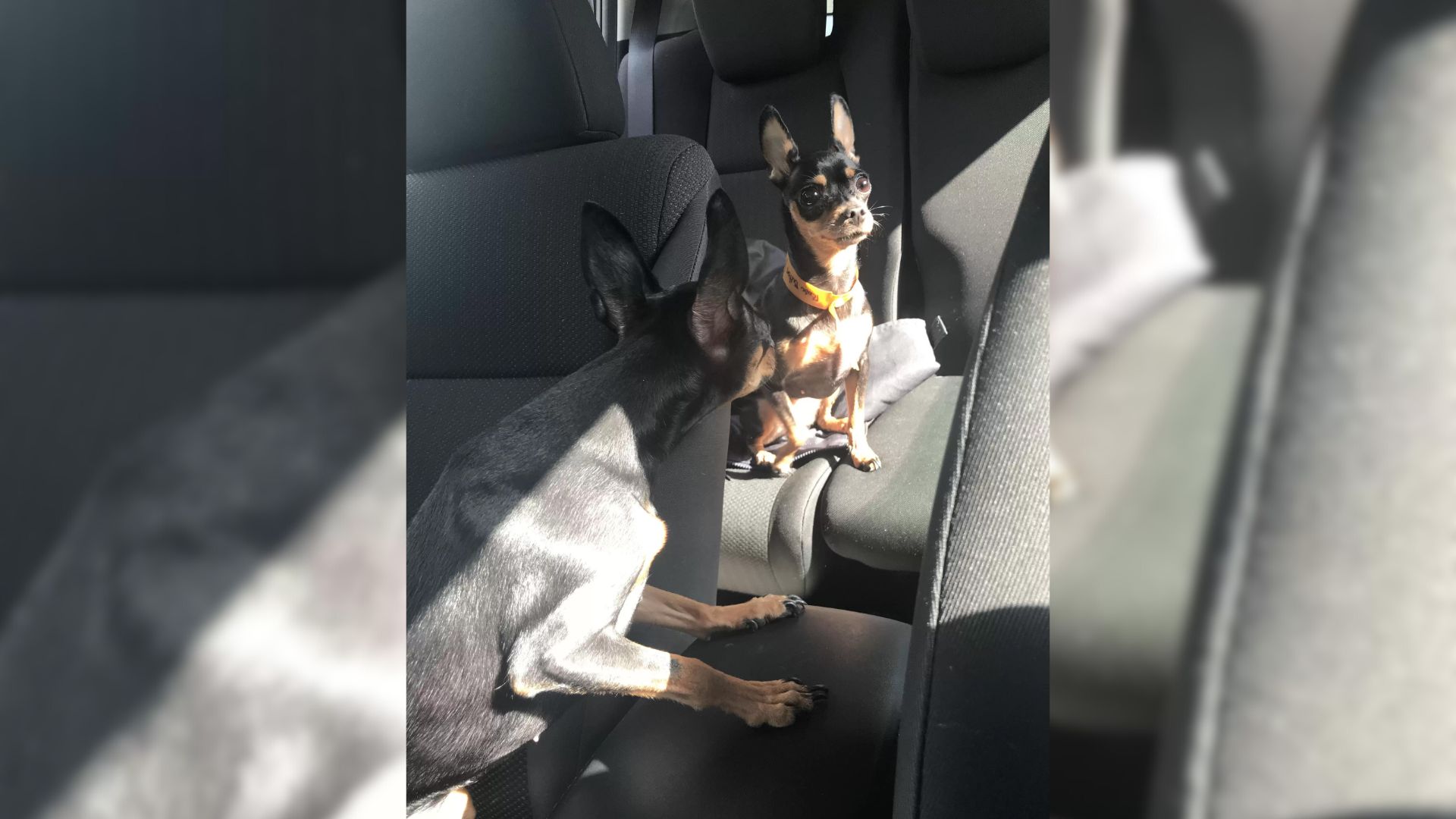 two dogs in a car