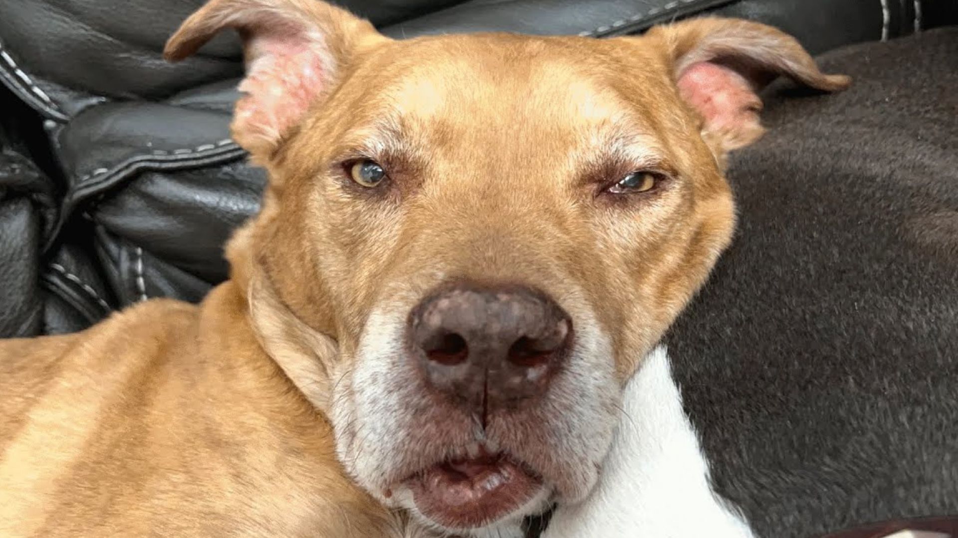 close-up photo of senior stray dog