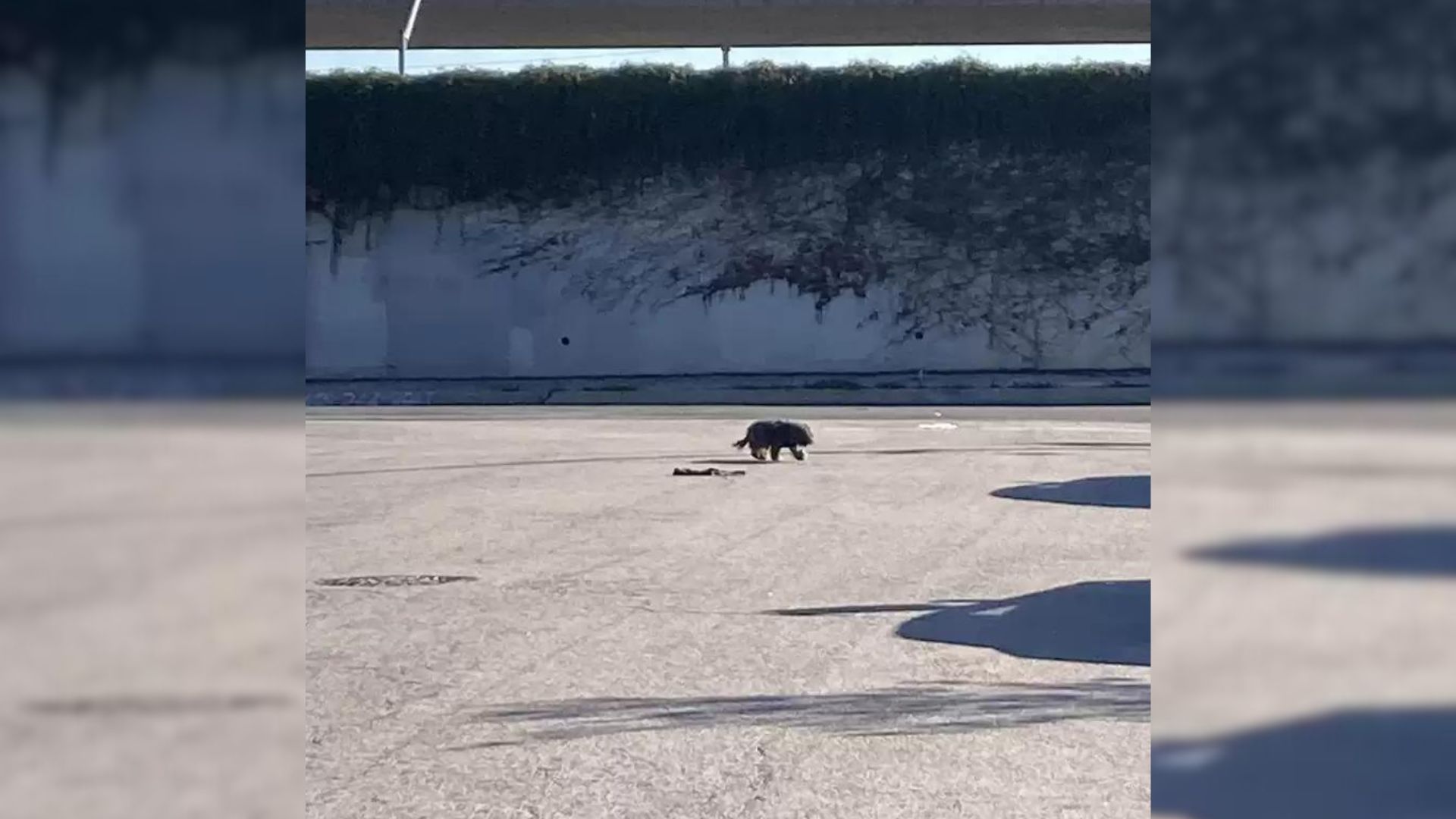 stray dog on a highway