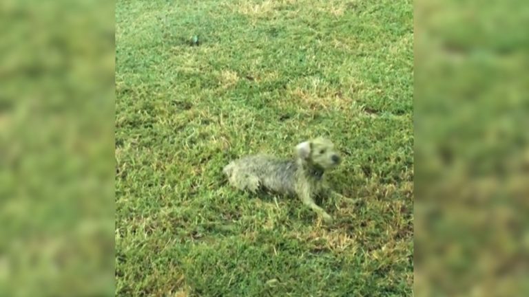 the disappearance of the dog