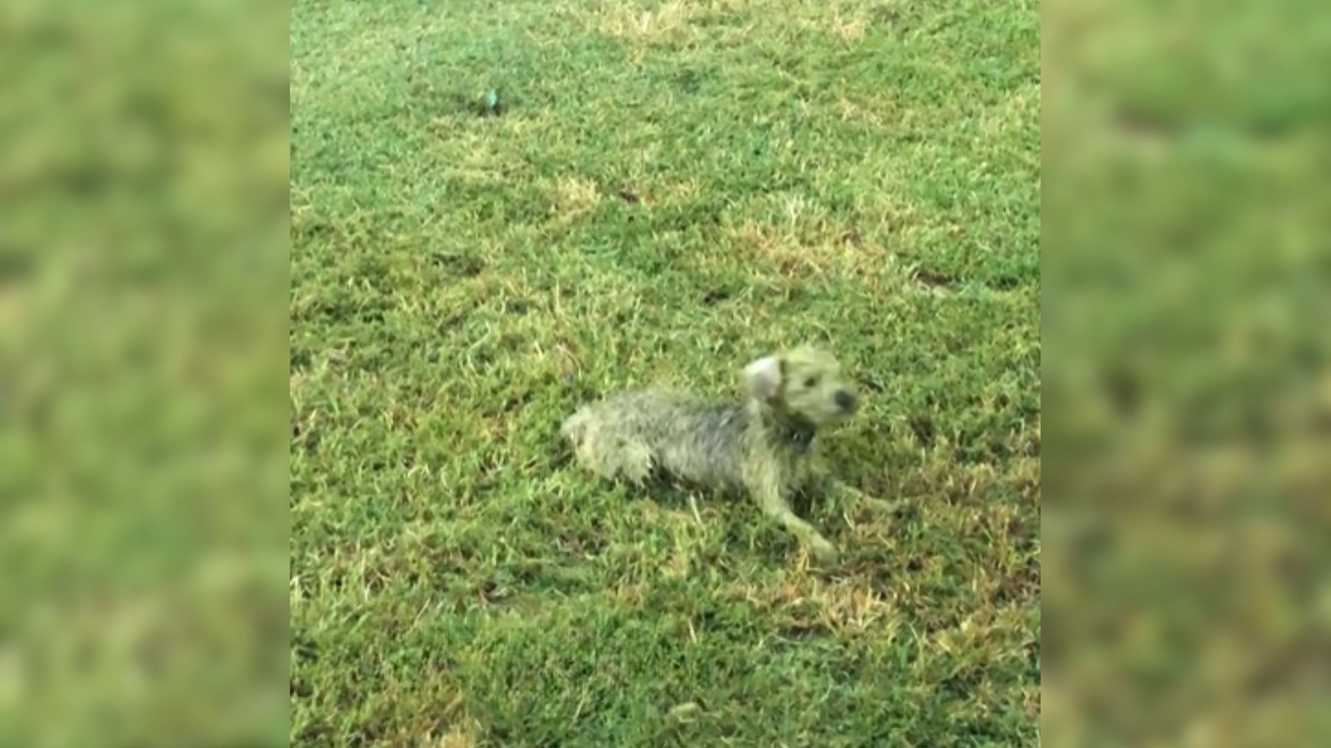 the disappearance of the dog