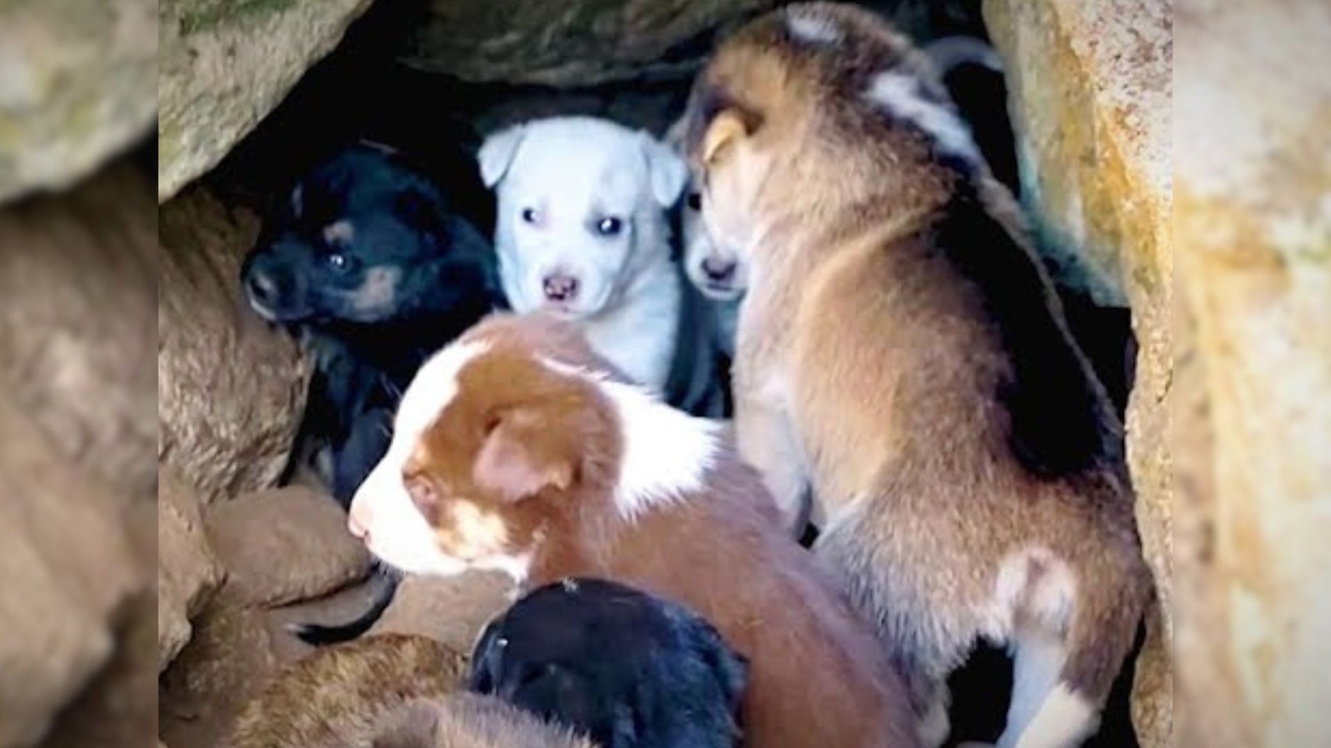 photo pf puppies in a rock cave