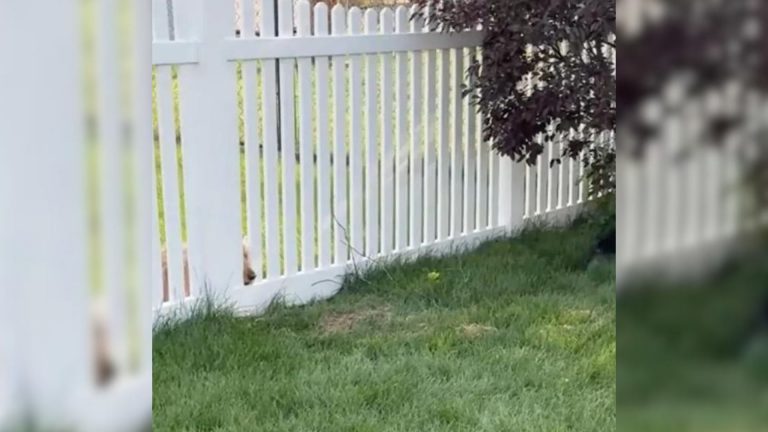 Dog laying near fence